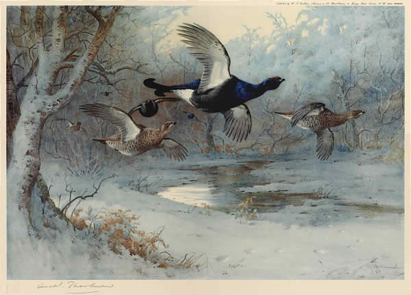 Archibald Thorburn Blackcock Through the Silver Birches